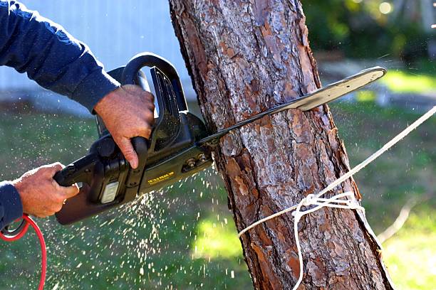 How Our Tree Care Process Works  in  Old Fig Garden, CA