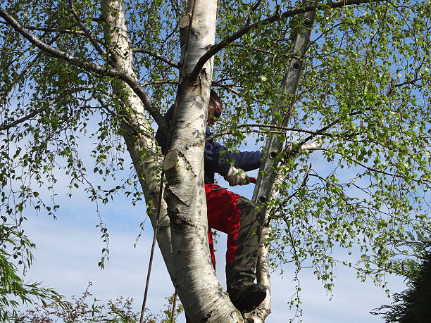 Old Fig Garden, CA Tree Services Company